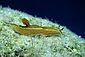 Yellow-violet Nudibranch